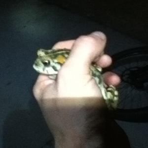 Meet your Posher, Ryan